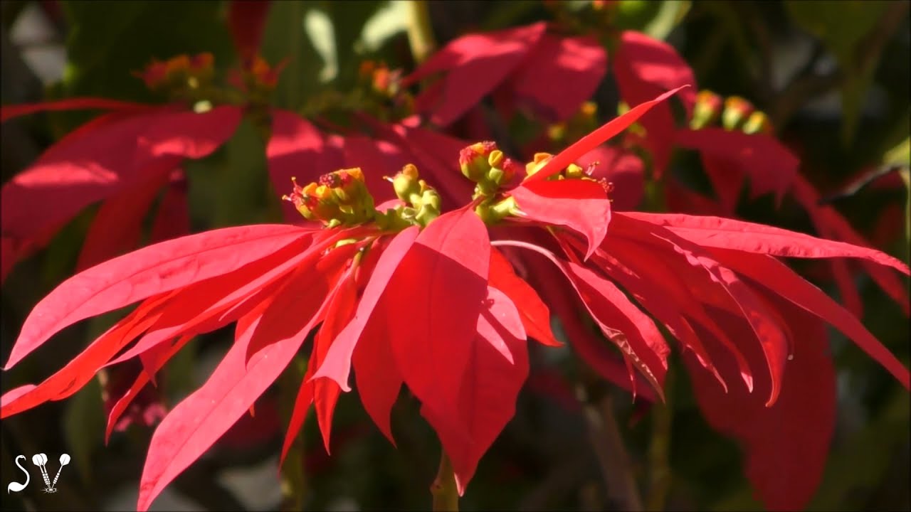 Christmas star / Euphorbia pulcherrima / Молоча́й краси́вейший или рождественская звезда / פוינסטיה