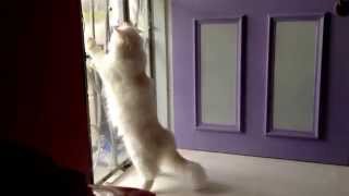 Mr Whitey having his own fun! by Ryana Pitkin 49 views 9 years ago 55 seconds