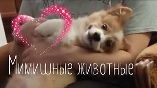 Прикольные видео с животными #22/ забавные животные / милые животные /