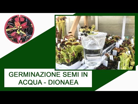 Video: Come Far Crescere Un Acchiappamosche Di Venere Dai Semi? Come Piantare E Crescere In Casa? Come Coltivare Correttamente Il Fiore Di Dionea?