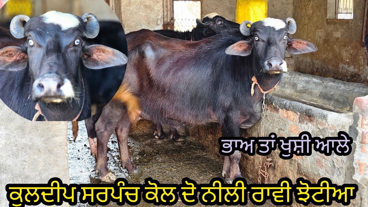 ਕੁਲਦੀਪ ਸਰਪੰਚ ਕੋਲ ਦੋ ਨੀਲੀ ਰਾਵੀ ਦੀਆ ਝੋਟੀਆ ਡਾਇਮੰਡ ਦੀ ਕਿਆ ਬਾਤ ਝੋਟੀ ਮਿਤੀ 8-3-2026