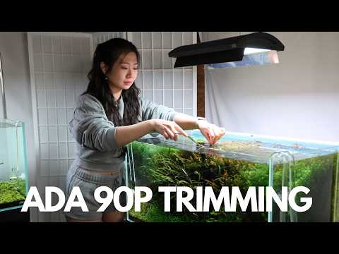 How We Trim Stem Plants in an ADA 90P Aquarium