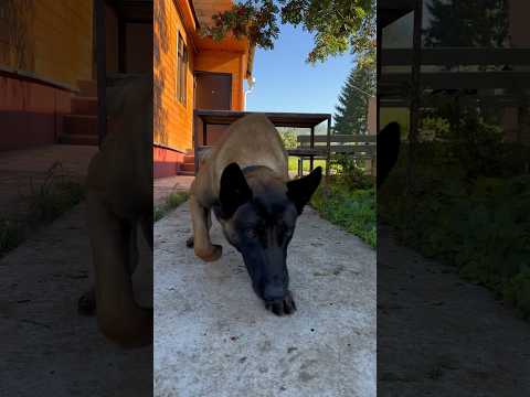 Воспитание и дрессировка бельгийской овчарки малинуа #шортс #малинуа #бельгийскаяовчарка #дрессура