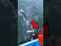 They Didn’t Expect THIS from a Whale 🐋