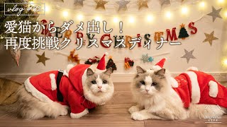 グルメな猫からダメ出し！再度挑戦クリスマスディナー｜ラグドール猫 #92 by MOCOxAMAN / もふ猫の暮らし-Cat life- 5,790 views 2 years ago 14 minutes, 43 seconds