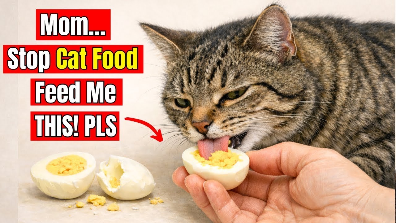 15 Human Foods Cats Actually Need More Than Cat Food (Cheaper & Healthier)