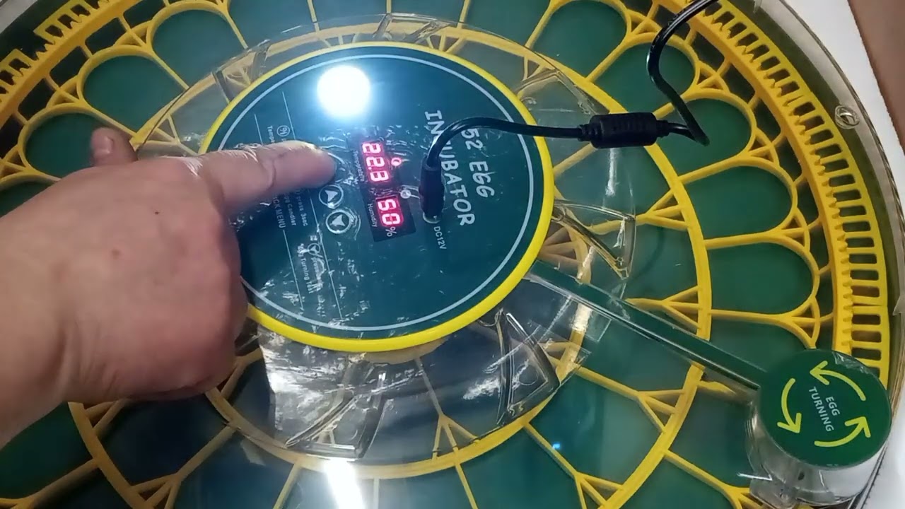 Inkubacja jaj przepiórczych. Pierwsza w życiu próba inkubacji jaj przepiórczych w typie Jumbo. Cz.1