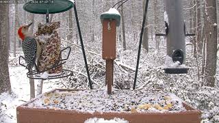 Snowy early morning feed: Feb 13, 2024 7:38AM - 8:08AM by Birdchill™ birdwatching cams 193 views 2 months ago 30 minutes