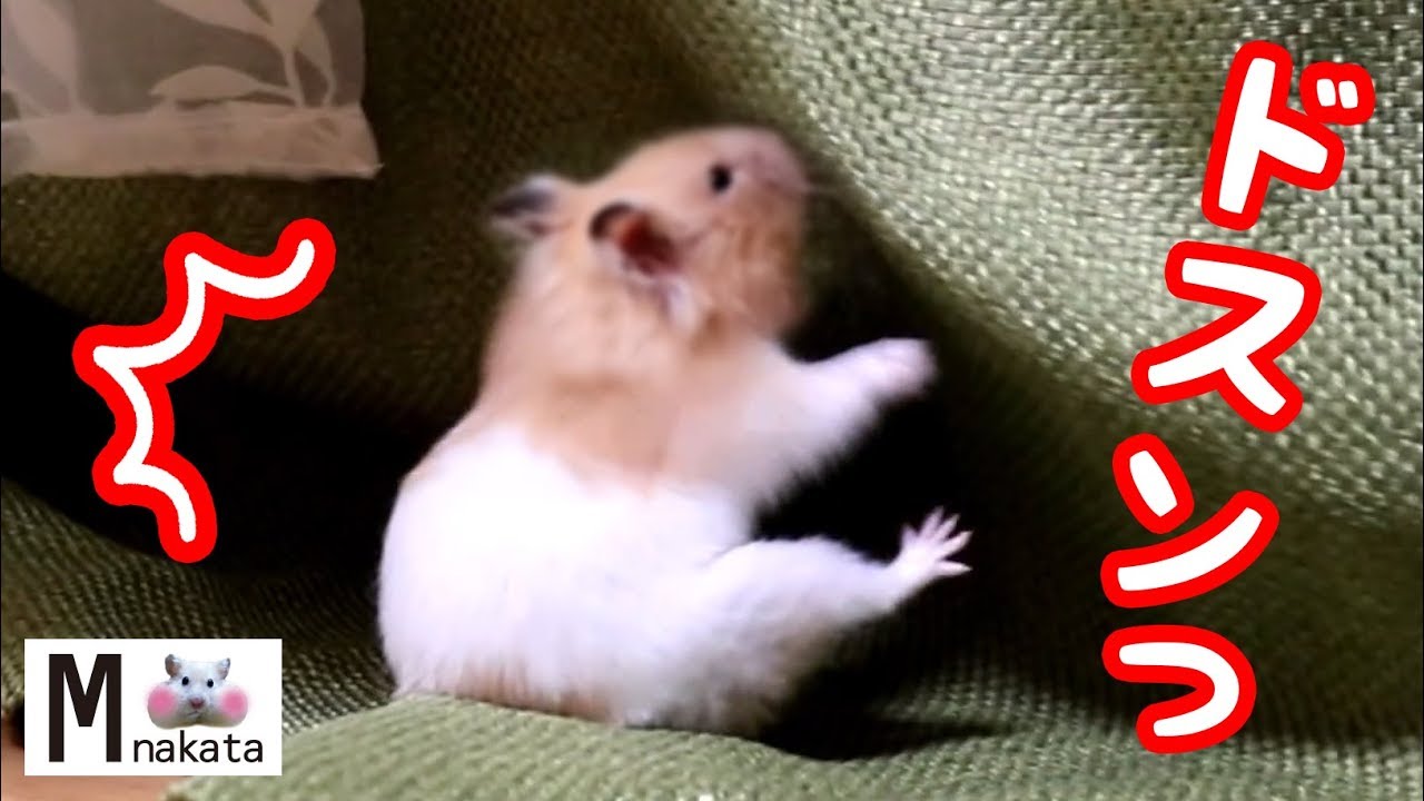 ハムスターの尻もちってなぜこんなに可愛いんだろう 可愛い癒しおもしろ動物hamster Is Very Cute When It Falls Youtube