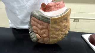 Digestive system: Part 3 - Lower GI