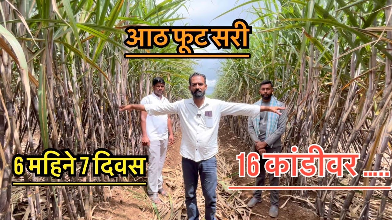 आठ फूट सरीतील ऊस 16 कांडीवर ते ही 6 महिन्यात…॥