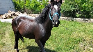 At Kişnemesi Ve Dırciylemesi