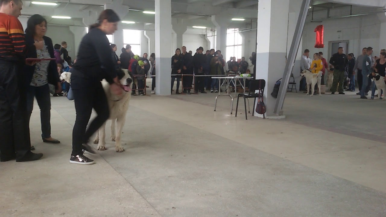 ⁣Бугай Алабай. Выставка собак 27 октября в Благовещенске. Ринг САО судья Харатишвили Н