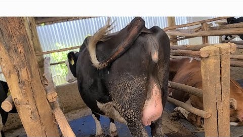 Steaming Up & Drying Off Dairy Cows: Complete Guide for Higher Milk Yield & Healthy Calving