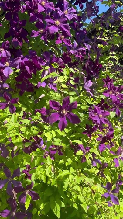 Клематис Этуаль Виолет#etoilleviolet - YouTube