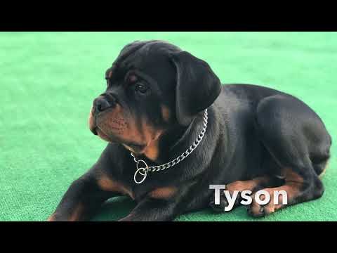 Iron Gate Rottweilers (Tyson) - YouTube