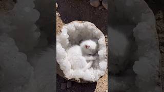 Geode Kitten 🐾🪨 #viral #shorts #cat #kitten #cutecat #catlover #fossil #geode