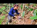 Survival alone in the wild  make a bamboo animal trap  survival skills