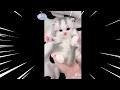 「絶対に笑う」あり得ないことをする犬★おもしろい犬のハプニング, 失敗画像集 #28