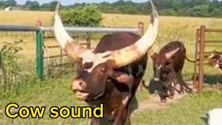 Real cow moo mooing sound and video/Remix of Animal sounds/#cow #cowvideos #sapi #cebu #india #inek