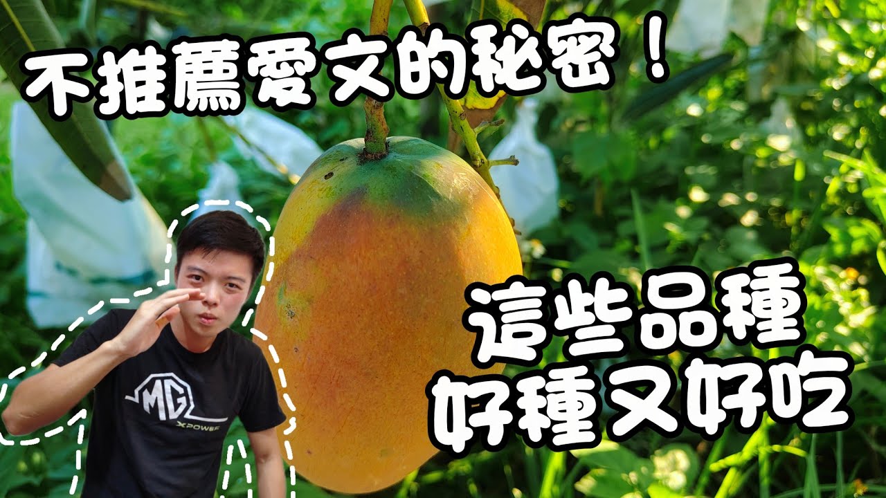 大家都種愛文，但我不推薦！芒果挑選技巧公開｜這幾種香、更好顧，還不怕爛！｜紅龍兄
