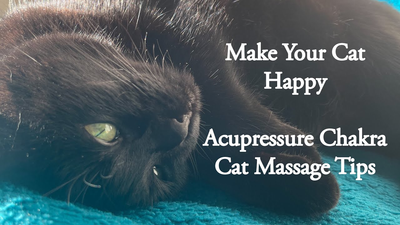 Cat Acupressure Chakra Massage - Pet Health & Longevity Massage