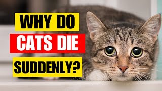 Why Do Cats Die Suddenly? | Kitten Munch Answers by Kitten Munch 2,343 views 2 months ago 9 minutes, 58 seconds