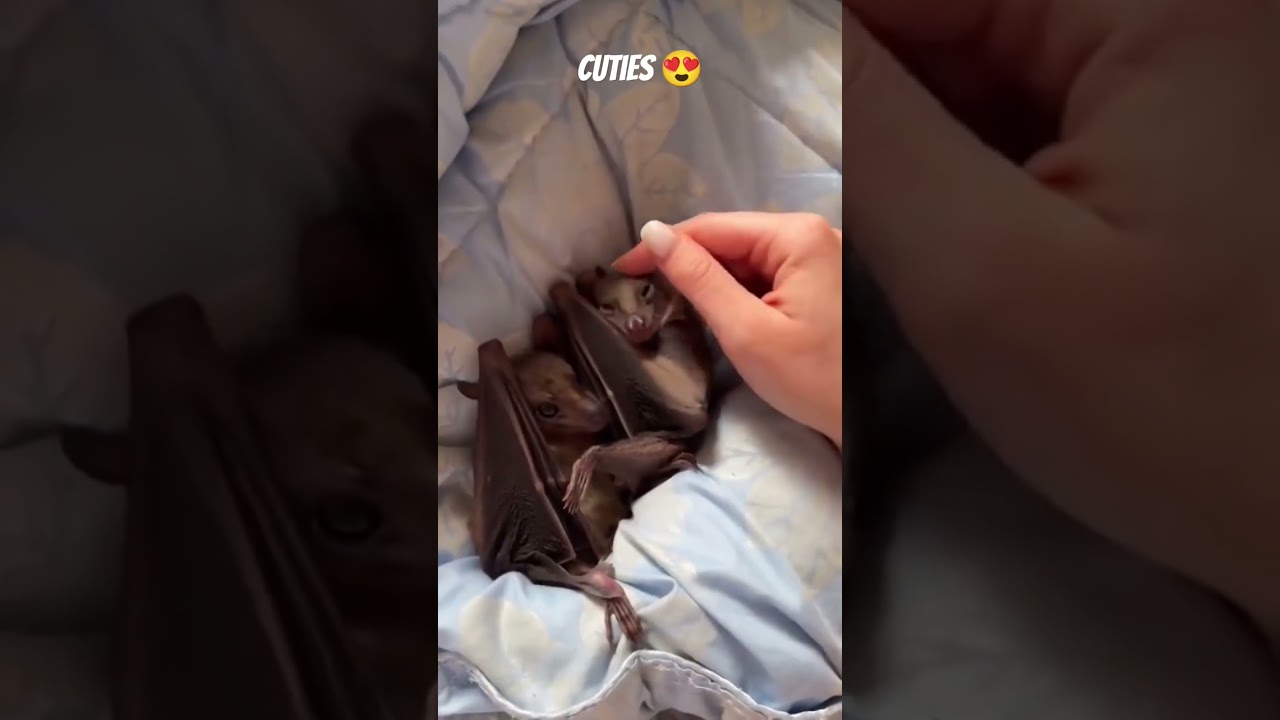 This species of bats are known as “dog-faced bats” because the resemblance is so striking.