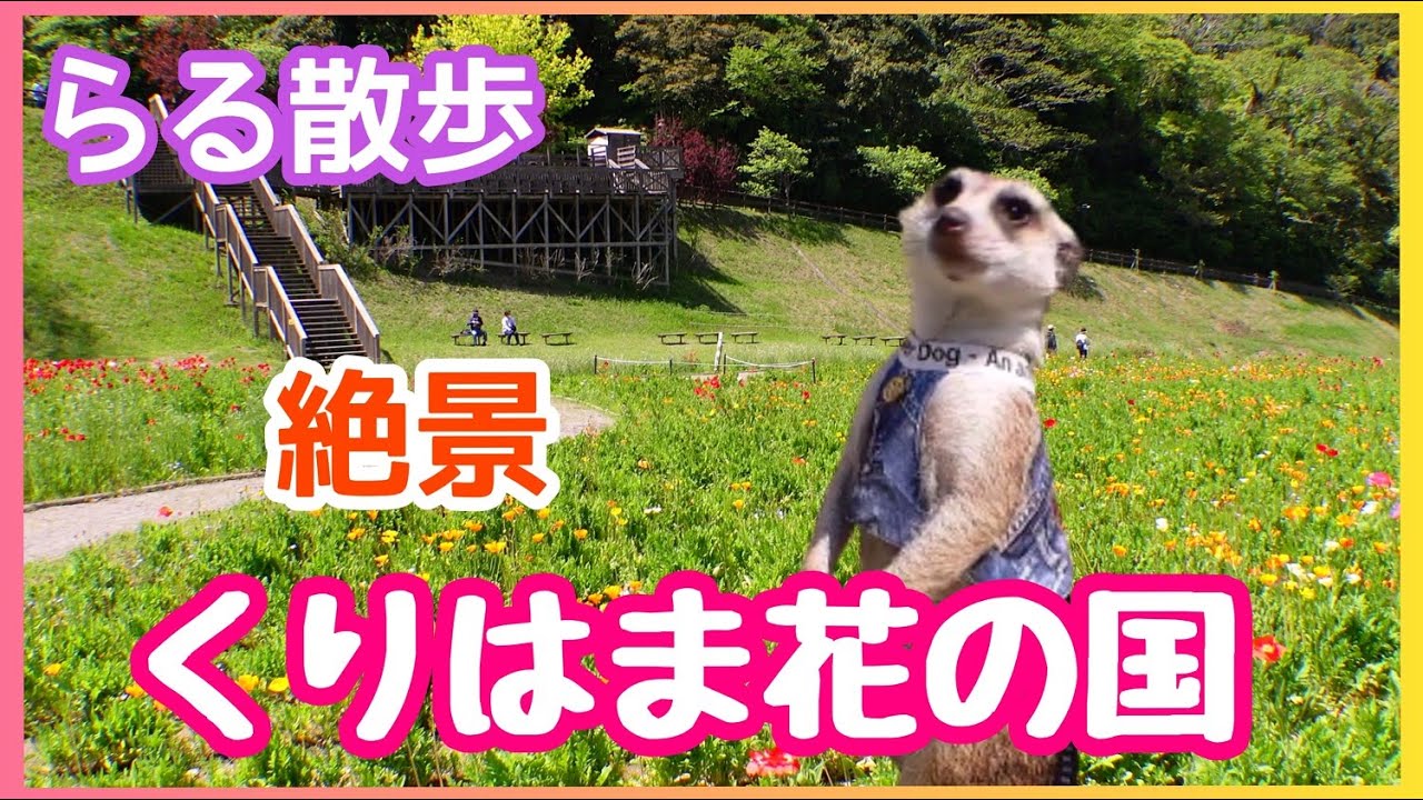 【らる散歩】くりはま花の国へ［ミーアキャット］