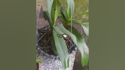 Nghinh Xuân- Đai Châu _ Ngọc Điểm chuẩn rừng Bình Thuận. Miền Tây giao lưu