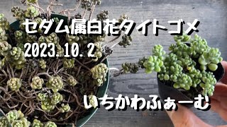 セダム属白花タイトゴメ