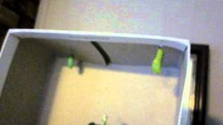 Monarch Larva As It Transforms Into A Pupa Or Chrysalis