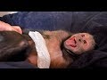 Monkeys  Saturday Night Fun Time!  MonkeyBoo & MonkeyHappy