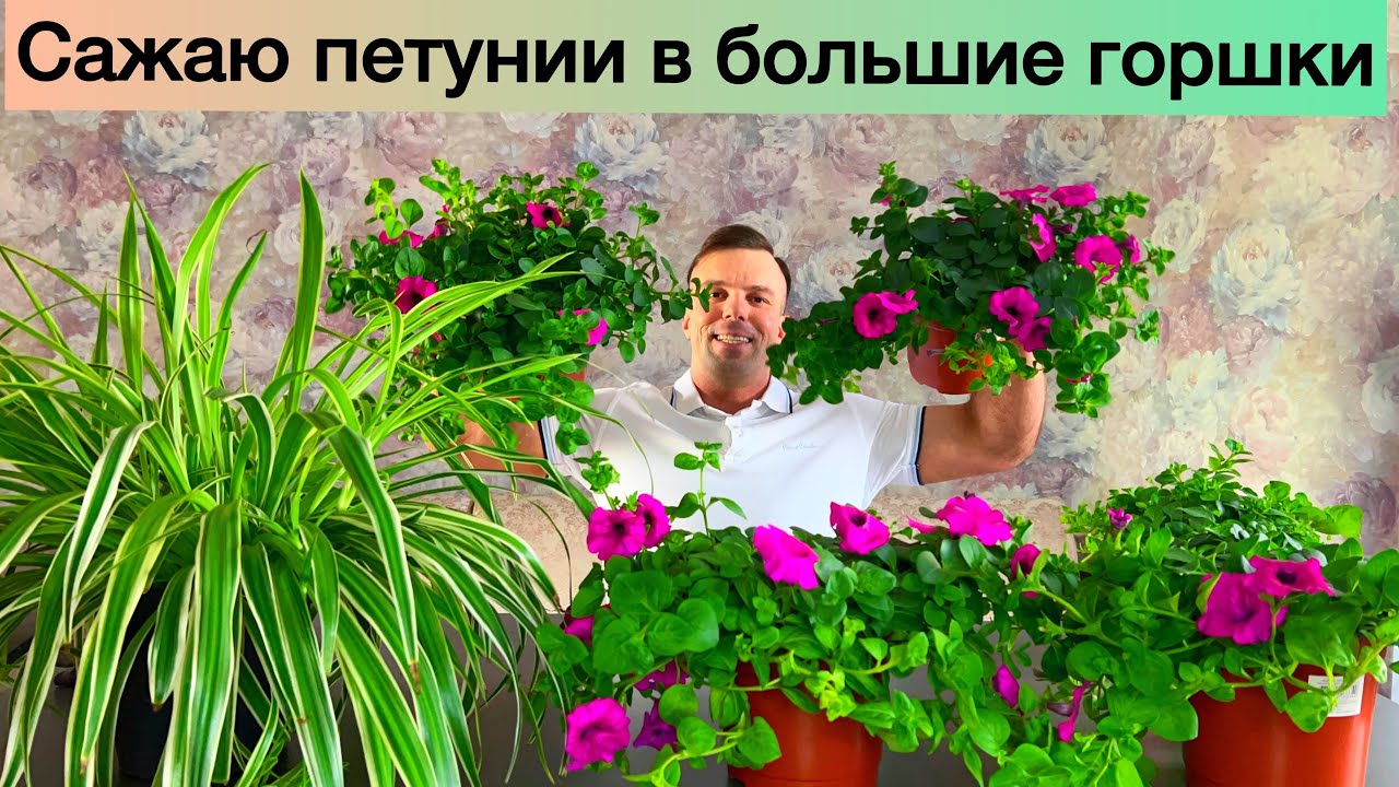 ФИНАЛ! Выросли ОТЛИЧНЫЕ кустики петуний. Им 2 месяца. Сажаю в большие ...