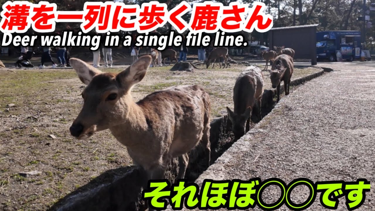 それほぼ◯◯です ツッコミどころ満載の鹿さん奈良公園鹿 - YouTube