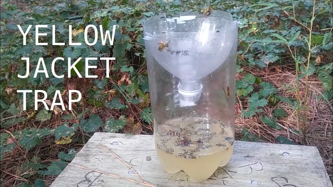 Diy Yellow Jacket Trap How To Make A Bottle The Garden!