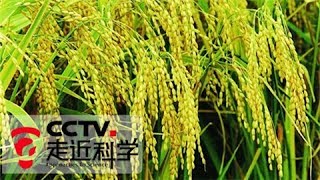 《走近科学》锄禾者新说（上） 20180206 | CCTV走近科学官方频道