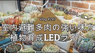 【Vlog247】【多肉植物】室内避難多肉の強い味方