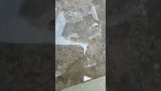 Download Lagu pusaran air mini MP3