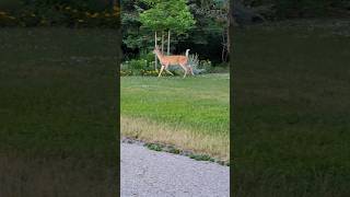 Harmony In Nature Encounter Of Deer In The Park.