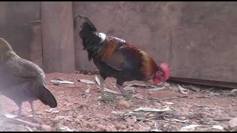 qaib qus 100%  qaib qus pom 2 pom 3 ไก่ป่า ไก่ป่าสอดน้ำ 2 และ 3    28/2/2020