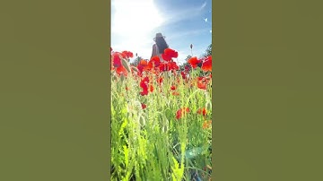 You will LOVE this trick for your SPRING photos & videos🌹#photoshoot #spring #shorts