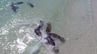 Manatees on Coquina Beach