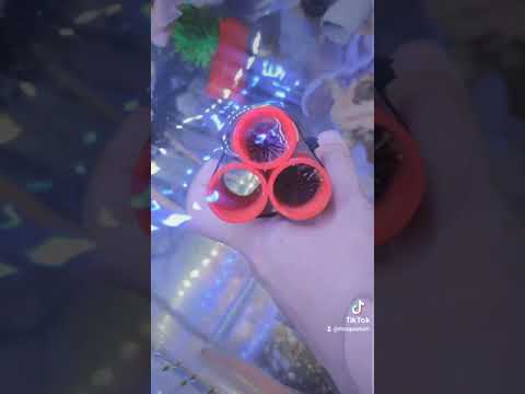 Video Cá 