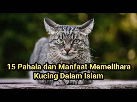 INILAH 15 PAHALA DAN MANFAAT MEMELIHARA KUCING DALAM ISLAM