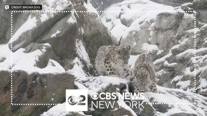 See It Snow Leopards Have Fun In The Snow At The Bronx Zoo