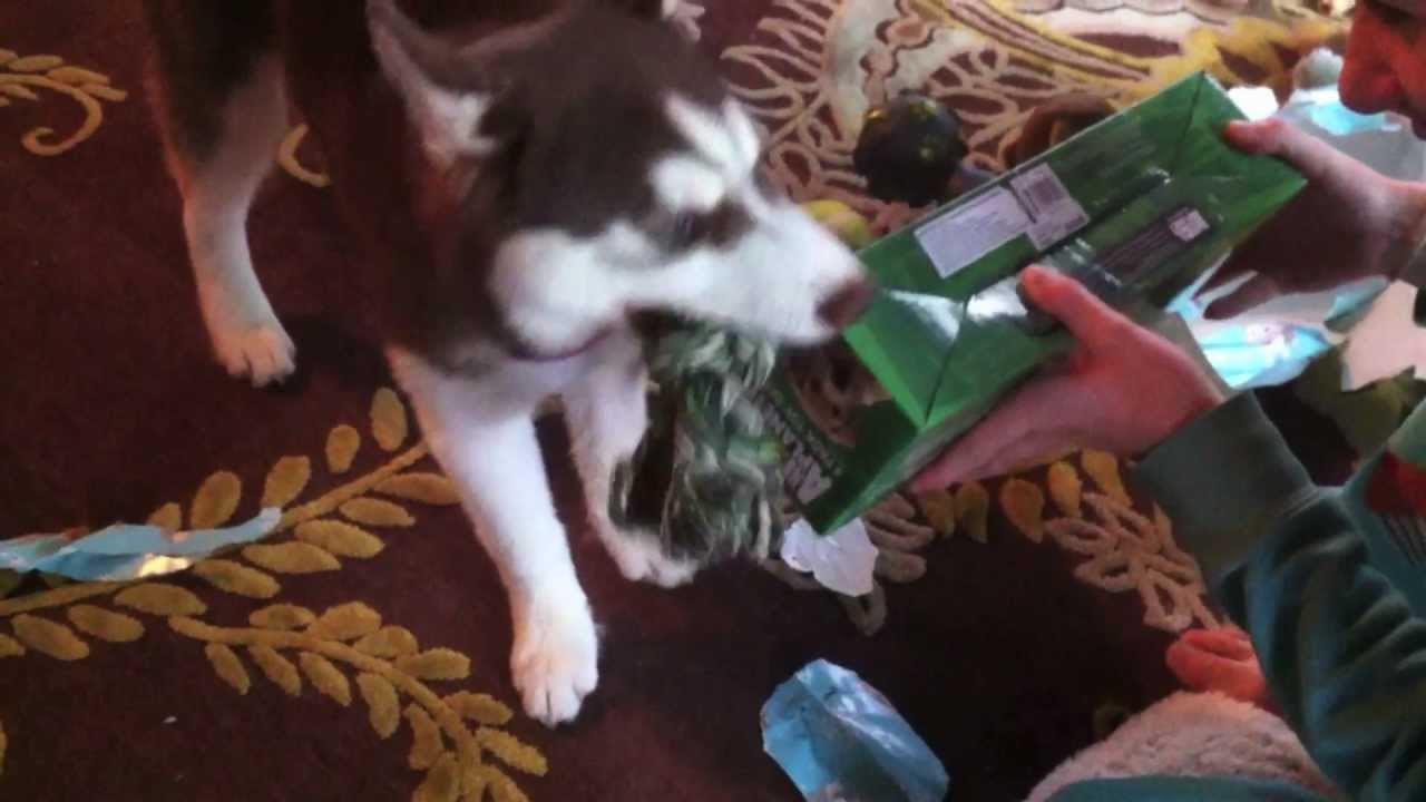 Husky Pup Opens Christmas Presents! - YouTube