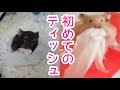 初めてティッシュに出会ったハムスター