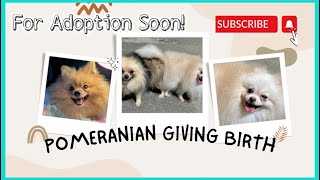Ampunin nyo na! | Giving Birth Pomeranian