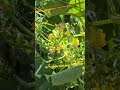 #friend #backyard #garden #farm #farming #cucumber #green #yummy #foodie #organic #happy #love #food